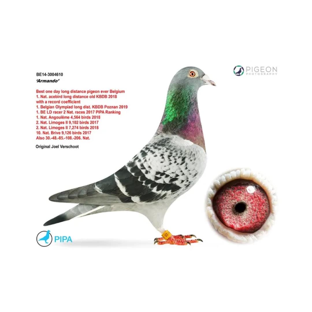 Fantasy Pigeon Racing Scoring